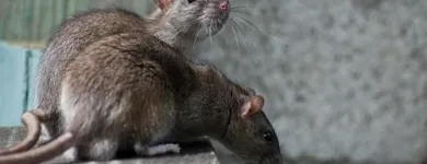 Business 2 image DETAIL PEST CONTROL Termite Control in Adelaide SA