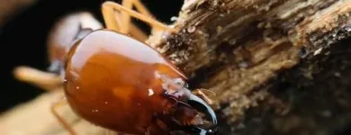 Business 3 image DETAIL PEST CONTROL Termite Control in Adelaide SA