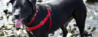 Business 1 image DOGSHARE - DOG ADOPTION & CARE SERVICE Reciprocal Dog Walking in Thornbury VIC