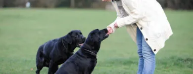 Business 3 image DOGSHARE - DOG ADOPTION & CARE SERVICE Reciprocal Dog Walking in Thornbury VIC