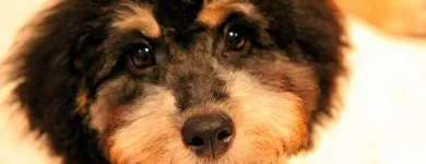 Business 3 image FANTASTIC FUR DOG GROOMING Pet Supplies & Pet Food in Beechboro WA