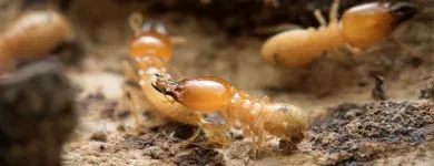 Business 1 image FAST PEST CONTROL PERTH Pest Management in Perth WA