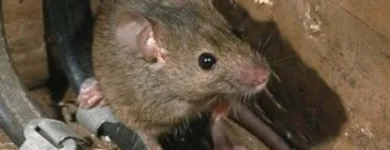 Business 4 image FAST PEST CONTROL PERTH Pest Management in Perth WA