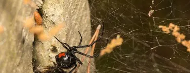 Business 6 image FAST PEST CONTROL PERTH Pest Management in Perth WA