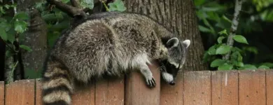 Business 1 image HUMANE POSSUM REMOVAL ADELAIDE Pest Management in Adelaide SA