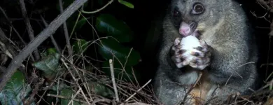 Business 2 image HUMANE POSSUM REMOVAL ADELAIDE Pest Management in Adelaide SA