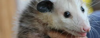 Business 3 image HUMANE POSSUM REMOVAL ADELAIDE Pest Management in Adelaide SA