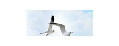 Business 8 image INNER HARMONY COUNSELLING AND THERAPY Self Development in Bulimba QLD