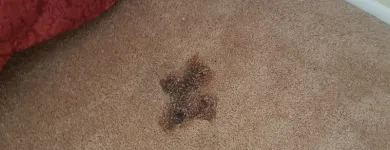 Business 4 image INVISIBLE CARPET REPAIR BRISBANE Business Supplies in Brisbane QLD