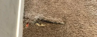 Business 5 image INVISIBLE CARPET REPAIR BRISBANE Business Supplies in Brisbane QLD