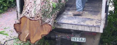 Business 1 image KIWI STUMPGRINDING Tree & Stump Removal Services in Brisbane QLD
