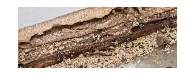 Business 3 image MORRIS PEST CONTROL ADELAIDE Pest Control Australia in Adelaide SA