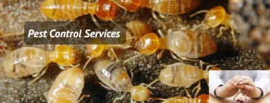 Business 4 image MY HOME PEST CONTROL Pest Control in Brisbane QLD