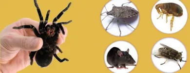 Business 5 image MY HOME PEST CONTROL Pest Control in Brisbane QLD