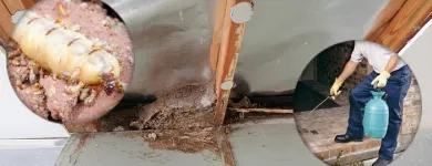 Business 1 image MY HOME PEST CONTROL Pest Control in Brisbane QLD