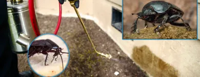 Business 2 image MY HOME PEST CONTROL Pest Control in Brisbane QLD