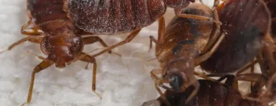 Business 2 image PEST CONTROL BRISBANE Pest Inspection in Brisbane QLD