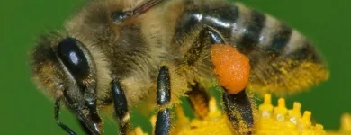 Business 2 image PEST CONTROL DOUBLEVIEW Pest Control in Doubleview WA