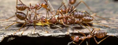 Business 3 image PEST CONTROL DOUBLEVIEW Pest Control in Doubleview WA