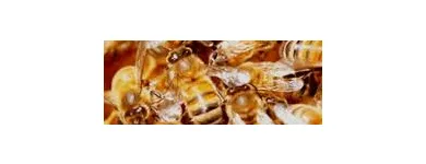 Business 4 image PEST CONTROL DOUBLEVIEW Pest Control in Doubleview WA