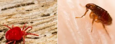 Business 1 image PEST CONTROL DOUBLEVIEW Pest Control in Doubleview WA