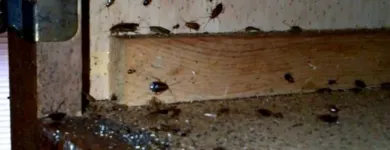 Business 3 image PEST CONTROL EAST FREMANTLE Pest Control in East Fremantle WA