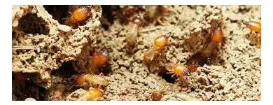 Business 4 image PEST CONTROL EAST FREMANTLE Pest Control in East Fremantle WA