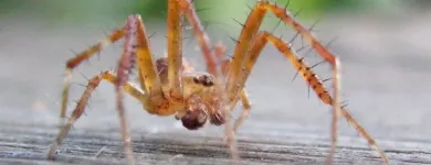 Business 1 image PEST CONTROL GLENELG Pest Control in Glenelg SA