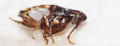 Business 4 image PEST CONTROL GLENELG Pest Control in Glenelg SA