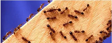 Business 1 image PEST CONTROL GREENWAY Pest Control in Monash ACT