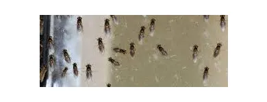 Business 3 image PEST CONTROL GREENWAY Pest Control in Monash ACT