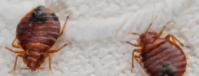 Business 4 image PEST CONTROL GREENWAY Pest Control in Monash ACT