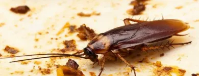 Business 1 image PEST CONTROL HARRISDALE Pest Control in Harrisdale WA