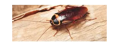 Business 1 image PEST CONTROL HAWTHORNE Pest Control in Hawthorne QLD