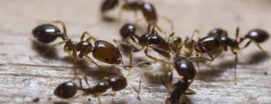 Business 4 image PEST CONTROL INGLEWOOD Pest Inspection in Perth WA
