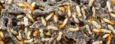 Business 1 image PEST CONTROL MAYLANDS Pest Inspection in Maylands WA