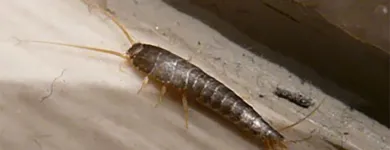 Business 2 image PEST CONTROL MAYLANDS Pest Inspection in Maylands WA