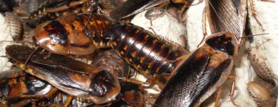 Business 3 image PEST CONTROL MAYLANDS Pest Inspection in Maylands WA