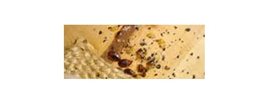 Business 4 image PEST CONTROL MAYLANDS Pest Inspection in Maylands WA