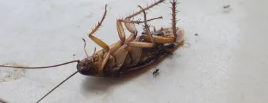 Business 4 image PEST CONTROL MELBOURNE Pest Control in Melbourne VIC