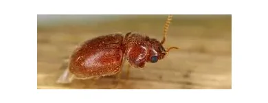 Business 1 image PEST CONTROL WEST BEACH Pest Control in West Beach SA