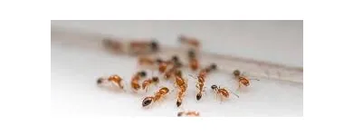 Business 3 image PEST CONTROL WEST BEACH Pest Control in West Beach SA