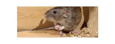 Business 1 image RODENT CONTROL CANBERRA Pest Control in Monash ACT
