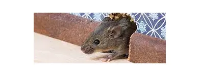 Business 2 image RODENT CONTROL CANBERRA Pest Control in Monash ACT