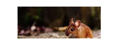 Business 3 image RODENT CONTROL CANBERRA Pest Control in Monash ACT