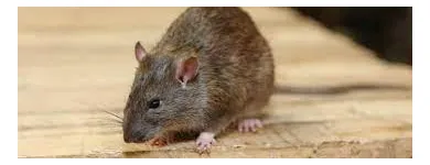 Business 2 image RODENT TREATMENT MELBOURNE Pest Control in Melbourne VIC