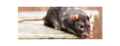 Business 4 image RODENT TREATMENT MELBOURNE Pest Control in Melbourne VIC
