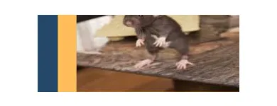 Business 6 image RODENT TREATMENT MELBOURNE Pest Control in Melbourne VIC