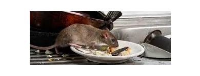 Business 7 image RODENT TREATMENT MELBOURNE Pest Control in Melbourne VIC