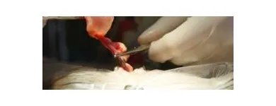 Business 2 image THE UNUSUAL PET VETS Veterinary Surgery in Balcatta WA